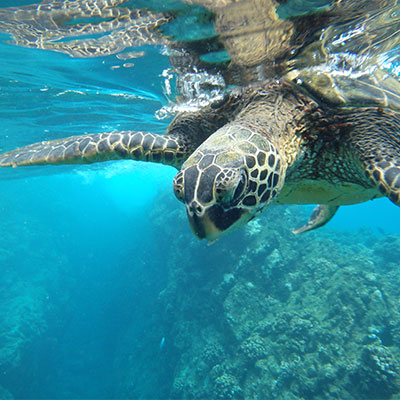 Akumal-Turtles-&-3-Cenotes-Experience-SOUL