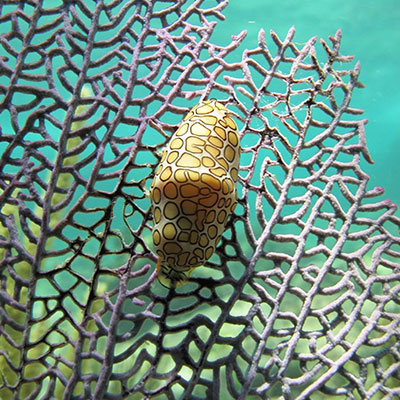 MEXICO-SNORKELING-SPOTS